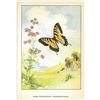 Image 2 : 1920's Tiger Swallowtail Butterfly Color Lithograph Print