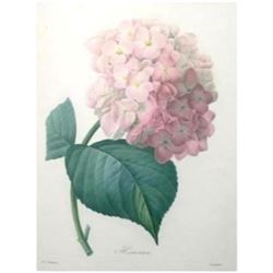 After Pierre-Jospeh Redoute, Floral Print, #56 Hortensia ( Hydrangea )