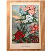 Image 2 : 1920's Phlox Color Lithograph Print