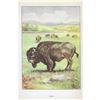 Image 2 : 1920's Bison Color Lithograph Print