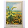 Image 2 : 1920's Goldenrod, Color Lithograph Print