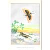 Image 2 : 1920's Carolina Locust Butterfly Color Lithograph Print