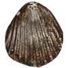 Image 1 : THAI KINGDOMS: AR shell money (93.81g)