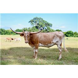 GLR CASANOVA'S CYCLONE