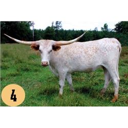 SH MOONSHINE GOLD 41/8