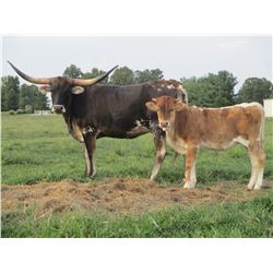 SUB LOT - GUNNIN FOR GLORY