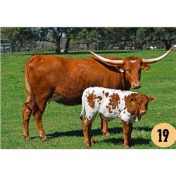 SR CLOUT'S GLAMAZON 7115