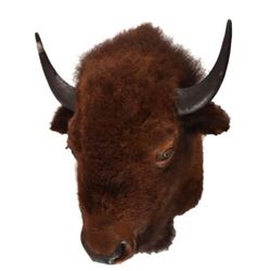 Buffalo Taxidermy Mount