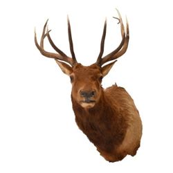 Elk Taxidermy Mount
