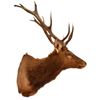 Image 2 : Elk Taxidermy Mount