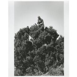 Marlon Brando Up a Tree in "The Missouri Breaks" 