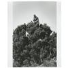 Image 1 : Marlon Brando Up a Tree in "The Missouri Breaks" 
