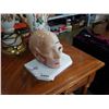 Image 1 : HUMAN ANATOMY DISPLAY SKULL