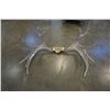 Image 1 : MOOSE ANTLERS - APPROX 31 INCHES ACROSS