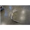 Image 2 : MOOSE ANTLERS - APPROX 31 INCHES ACROSS