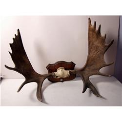 Taxidermy: Moose Horn Rack