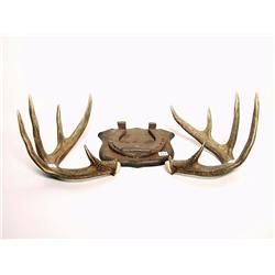 Mounted Draught Horse Shoe