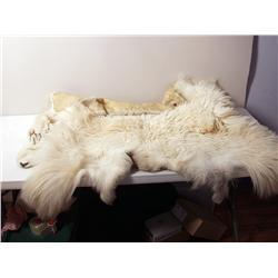 Taxidermy: Mountain Goat Hide