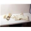 Image 1 : Taxidermy: Two Mountain Goat Hides