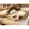Image 2 : LOT OF 3 + ANTLER SETS