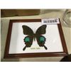 Image 1 : Papilio Paris Butterfly