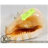 Image 1 : CONCH SEASHELL