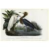 Image 1 : Reddish Egret Audubon Royal Octavo Print. 