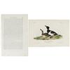 Image 1 : Ring-necked Duck Audubon Royal Octavo Print. 