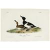 Image 2 : Ring-necked Duck Audubon Royal Octavo Print. 