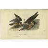 Image 2 : Lot of 5 First Edition Audubon Prints 