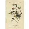 Image 2 : Lot of 4 First Edition Audubon Prints 