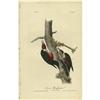 Image 2 : Lot of 3 First Edition Audubon Prints 