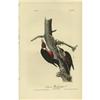 Image 2 : Lot of 5 Audubon First Edition Prints 