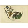 Image 2 : Lot of 4 First Edition Audubon Prints 