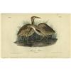 Image 2 : Lot of Six Audubon First Edition Royal Octavos 