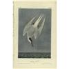 Image 2 : Lot of 5 First Edition Audubon Prints 