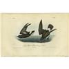 Image 2 : Lot of 8 First Edition Audubon Prints 