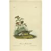 Image 2 : Lot of Seven Audubon First Edition Royal Octavos 