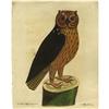 Image 2 : Four Hand-colored Eleazar Albin Bird Prints 