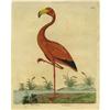 Image 1 : Three Hand-colored Eleazar Albin Bird Prints 