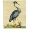 Image 2 : Three Hand-colored Eleazar Albin Bird Prints 