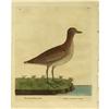 Image 2 : Four Hand-colored Eleazar Albin Bird Prints 