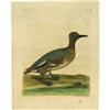 Image 1 : Five Hand-colored Eleazar Albin Bird Prints 