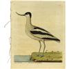 Image 2 : Five Hand-colored Eleazar Albin Bird Prints 