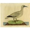 Image 3 : Five Hand-colored Eleazar Albin Bird Prints 