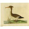 Image 4 : Five Hand-colored Eleazar Albin Bird Prints 
