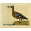 Image 5 : Five Hand-colored Eleazar Albin Bird Prints 