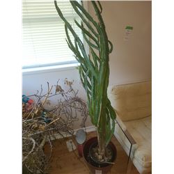 Snake plant