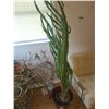 Image 1 : Snake plant