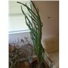 Image 2 : Snake plant